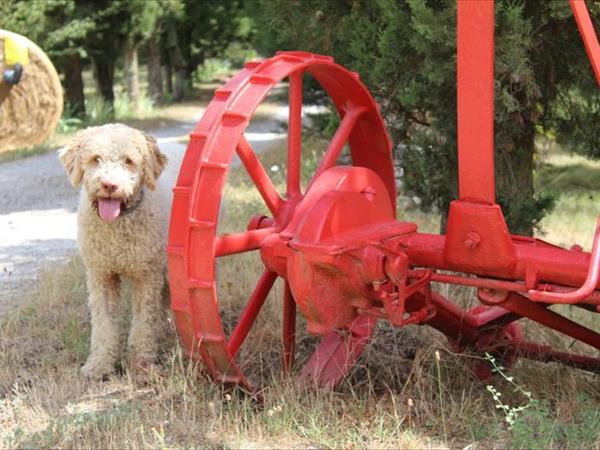 Il Poggio alle Ville