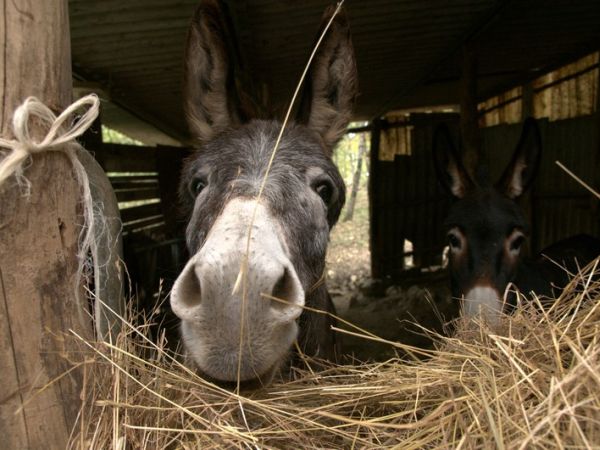 Agriturismo La Collina delle Stelle