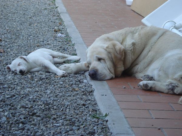 Agriturismo La Falda