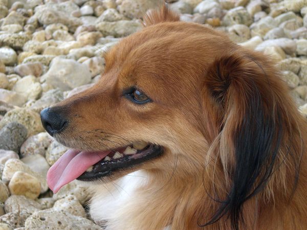 Ristorantino Carbone