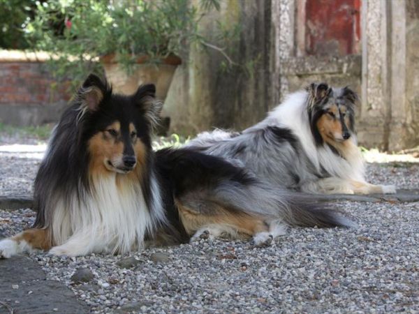 Agriturismo Villa Stabbia