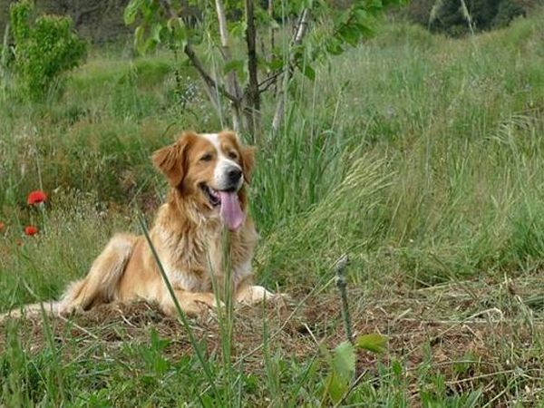 Agricola Biologica Nico