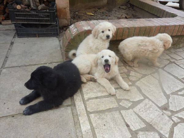 Az Agr. Pietra Serena B&B