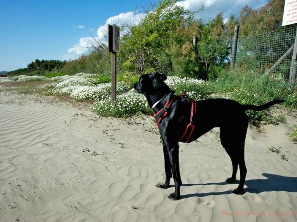 Campeggi Per Cani Maremma Camping Village E Bungalow Che