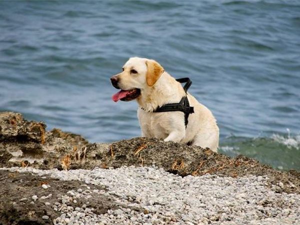 Spiagge Per Cani Puglia Dog Beach Libere E Attrezzate Che