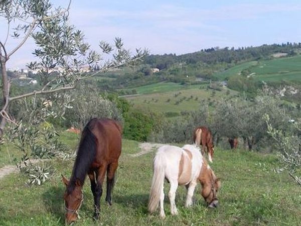 Agricampeggio Il Colono