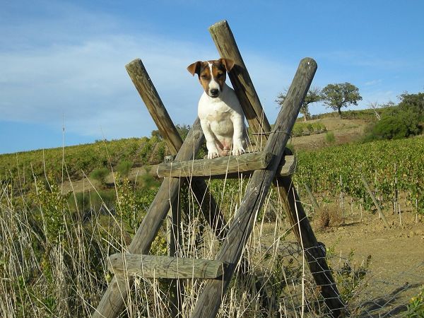 Agriturismo Lo Scalandrino