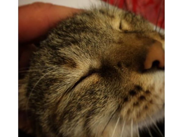 Da Fosa Appartamenti e Camere per Ospiti