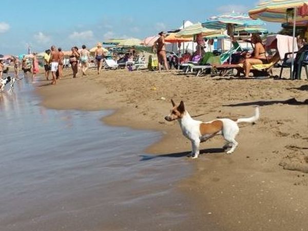 Spiagge Per Cani Latina Dog Beach Libere E Attrezzate Con