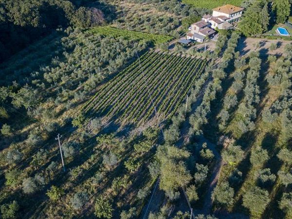 Podere del Leone