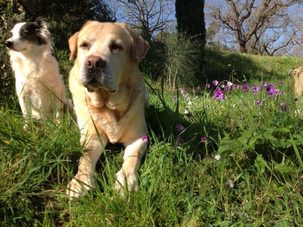 Fattoria Poggialberi