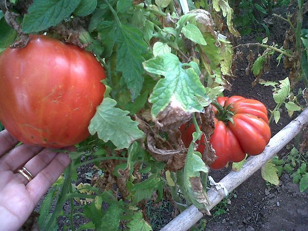 Ristorante Agriturismo IL PRATONE - foto 8027.jpg