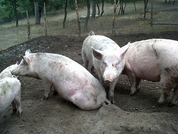 Ristorante Agriturismo IL PRATONE - foto 8028.jpg