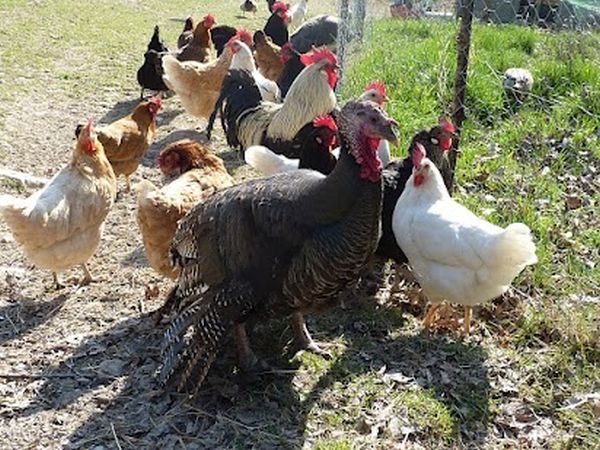 ll Fienile di Orazio - foto 8074.jpg