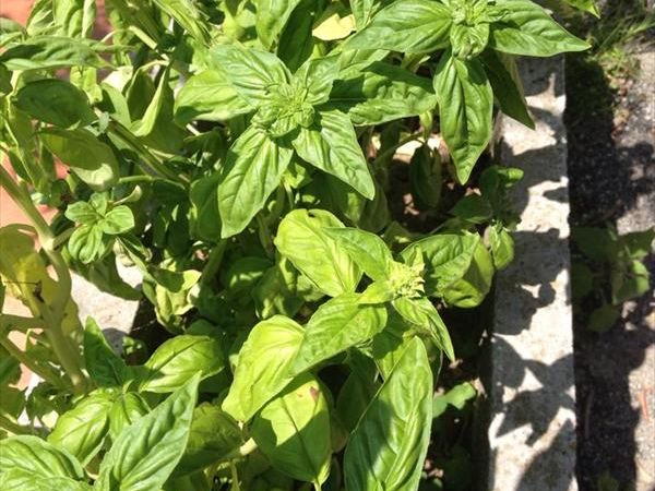 Agriturismo ristorante Oliva Azzurra - foto 8265.jpg