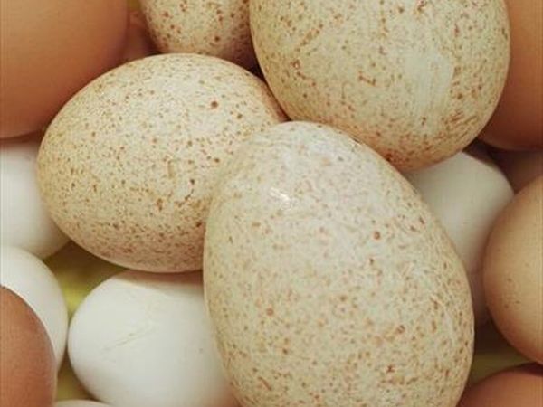 Ristorante Il Felcino - foto 8414.jpg